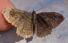 Philereme transversata