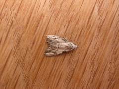 Nola pleurochorda