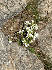 Mononeuria groenlandica