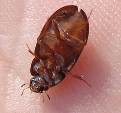 Hydrobius