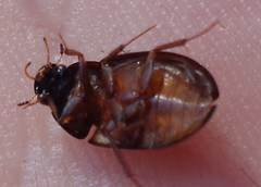 Hydrobius