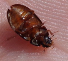 Hydrobius
