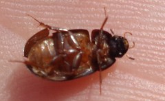 Hydrobius