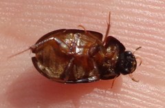 Hydrobius