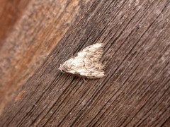 Nola pleurochorda