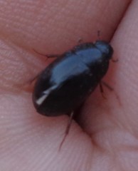 Hydrobius