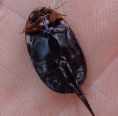 Hydaticus seminiger