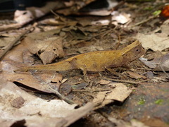 Brookesia griveaudi