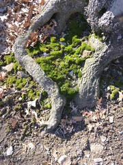 Bryophyta