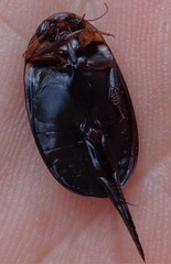 Hydaticus seminiger