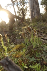 Pterostylis hamiltonii