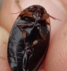 Hydaticus seminiger