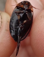 Hydaticus seminiger