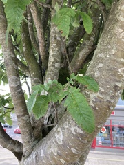 Scandosorbus