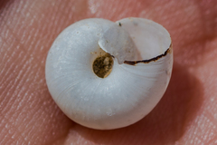 Eremarionta