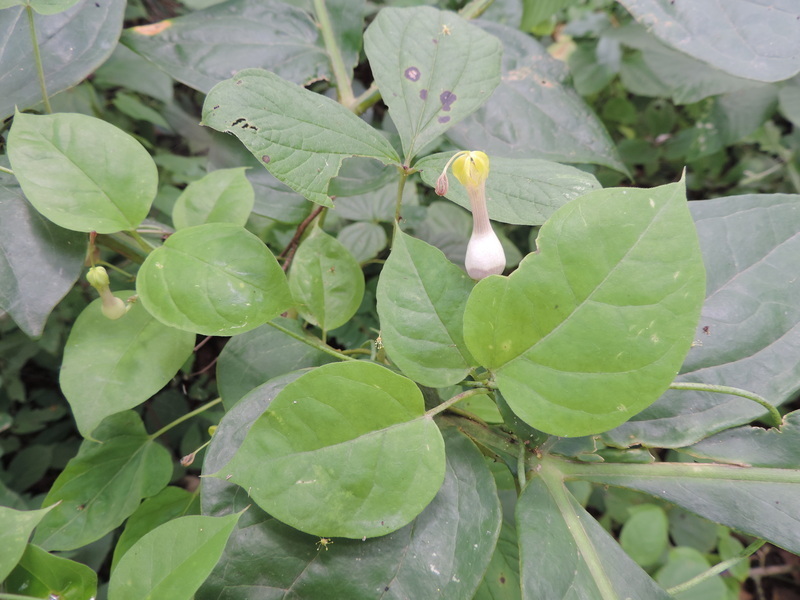 Ceropegia rhynchantha