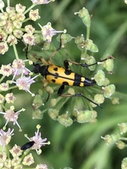 Rutpela