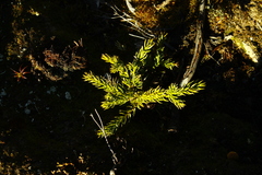 Athrotaxis selaginoides