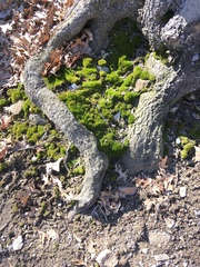 Bryophyta