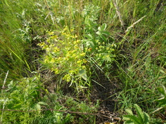 Euphorbia microcarpa