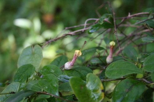 Ceropegia rhynchantha