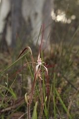 Caladenia hiemalis