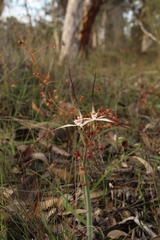 Caladenia hiemalis