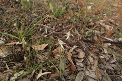 Caladenia hiemalis