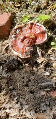 Ganoderma sessile