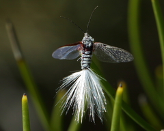 Callipappus