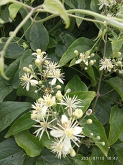 Clematis vitalba
