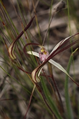 Caladenia hiemalis