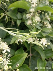 Clematis vitalba