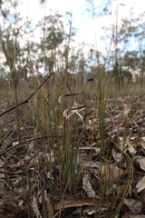 Caladenia hiemalis
