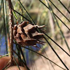 Cylindrococcus spiniferus