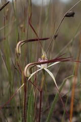 Caladenia hiemalis