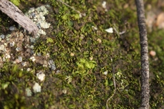 Eccremidium arcuatum