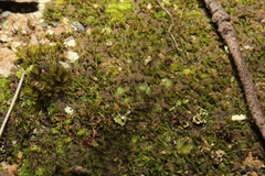 Enigmella thallina