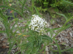 Achillea ptarmicoides