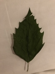 Magnoliopsida