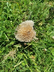 Carlina acaulis