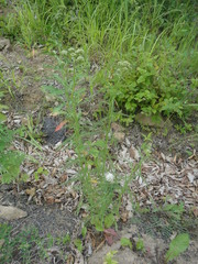 Achillea ptarmicoides
