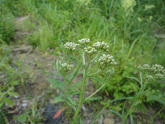 Achillea ptarmicoides