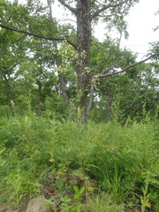 Thalictrum simplex simplex