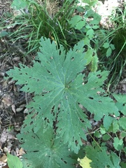 Aconitum septentrionale