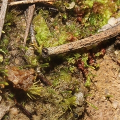 Eccremidium pulchellum