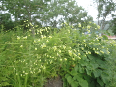 Thalictrum simplex simplex