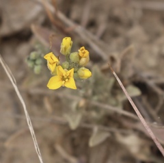 Physaria gordonii