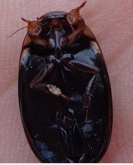 Hydaticus seminiger