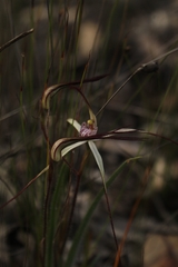 Caladenia hiemalis